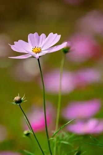 【格桑花摄影图片】生态摄影_rogerbai的博客_太平洋电脑网摄影部落