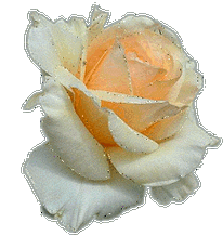 漂亮玫瑰送情人(闪图) - 彼岸桃花 - .