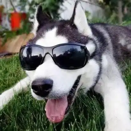 首页123456下一页站内推荐狗狗头像帅气戴墨镜帅气小狗戴耳机头像小狗