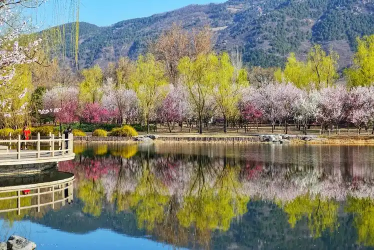 阳春三月北京植物园桃花盛开美景如画