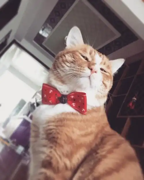 猫咪是怎样向你撒娇的?