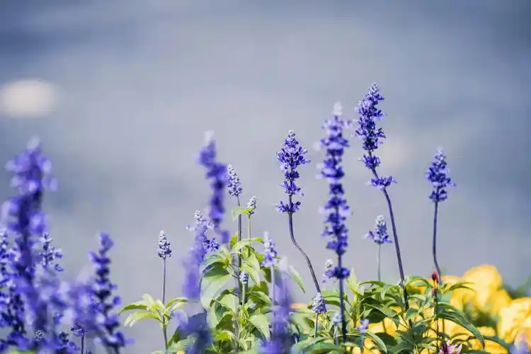 到深圳街头,解锁「春日限定」壁纸