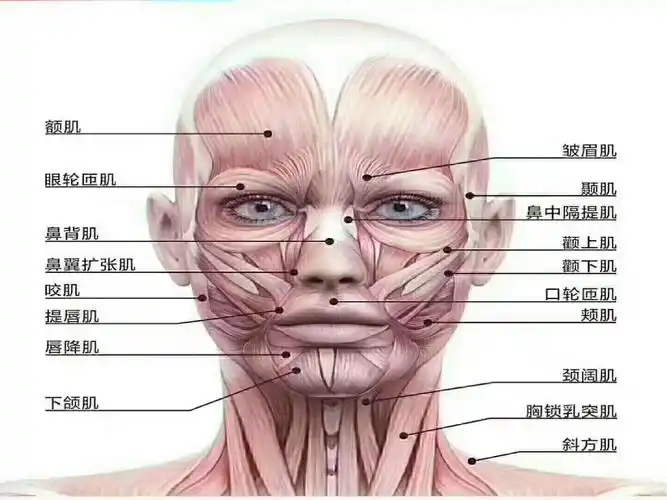面部肌肉分布范围
