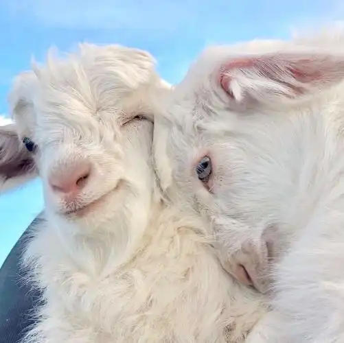 求微笑的小羊头像