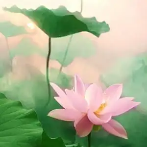 花卉莲花花卉头像图片 漂亮的荷花朵朵开荷花怒放 清香幽远 情窦初开