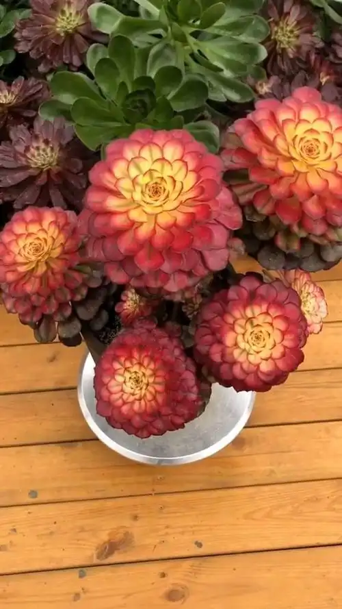 醉美霞光,红颜的姐妹品种,惊艳四座!#多肉法师