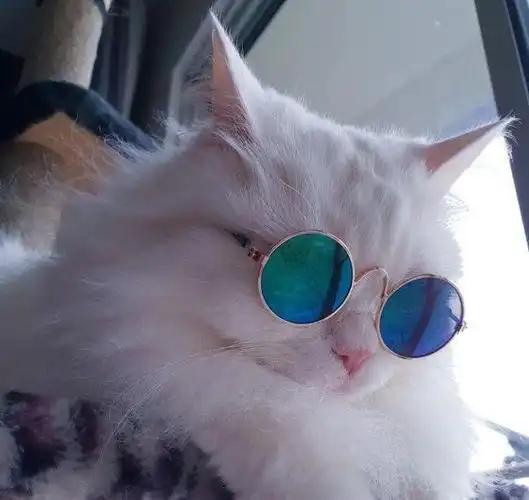 铲屎官可真会玩,给猫咪戴上炫酷的墨镜,喵星人c位出道吧!_网易订阅