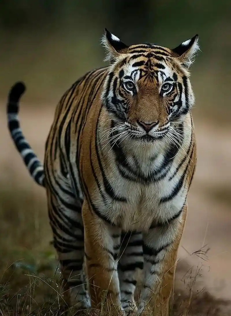 分享一组大自然的王者,凶猛霸气的老虎图集