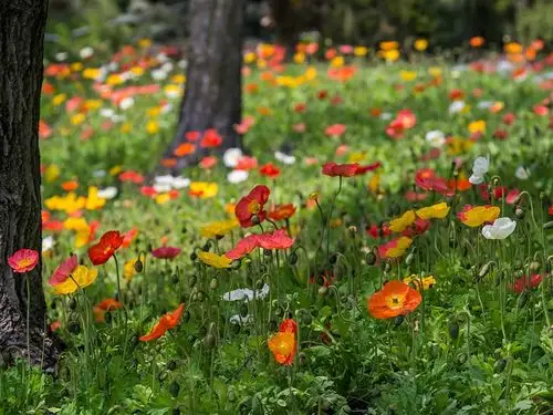 罂粟花,红,黄,白,草,公园 壁纸 - 1024x768