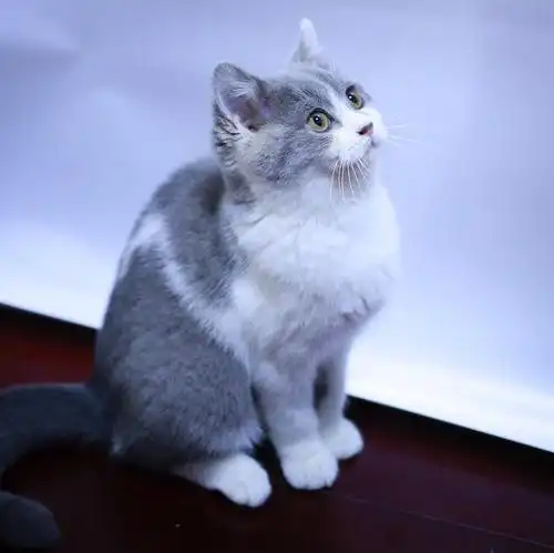 上海七个月英短蓝白猫颜正有偿待领