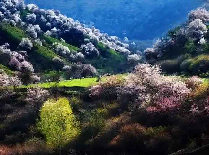 新疆霍城大西沟,美得感天动地!_伊犁_樱桃_野果