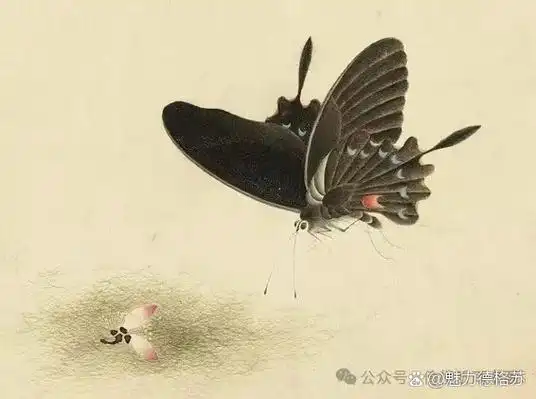 蝴蝶工笔画作品