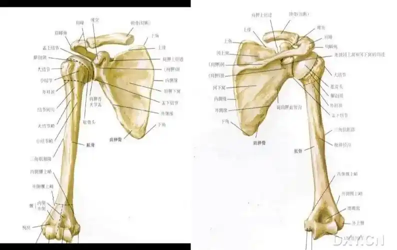 肩胛骨,肩关节 图片记录_医疗健康_医疗健康其他