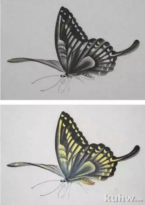 蝴蝶工笔技法步骤