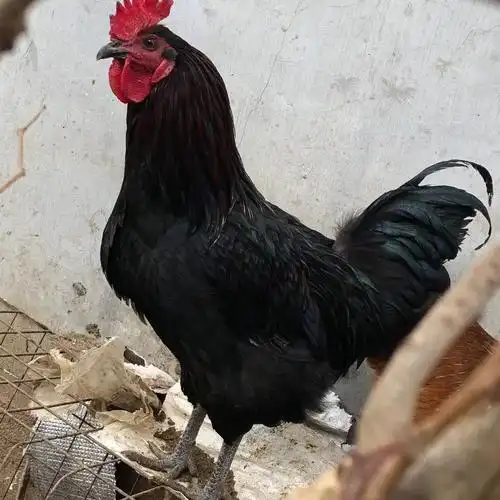 五黑一绿鸡苗 五黑一绿,黑毛,黑冠,黑皮,黑肉,黑骨.