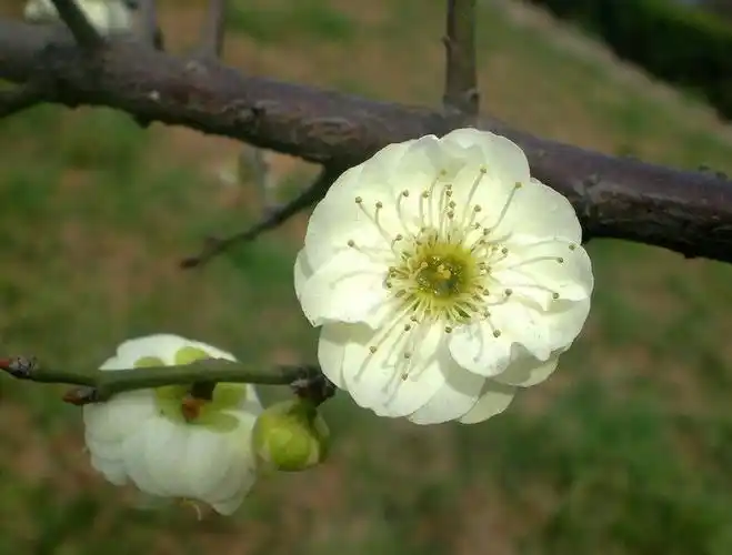 素雅芳香的金钱绿萼梅