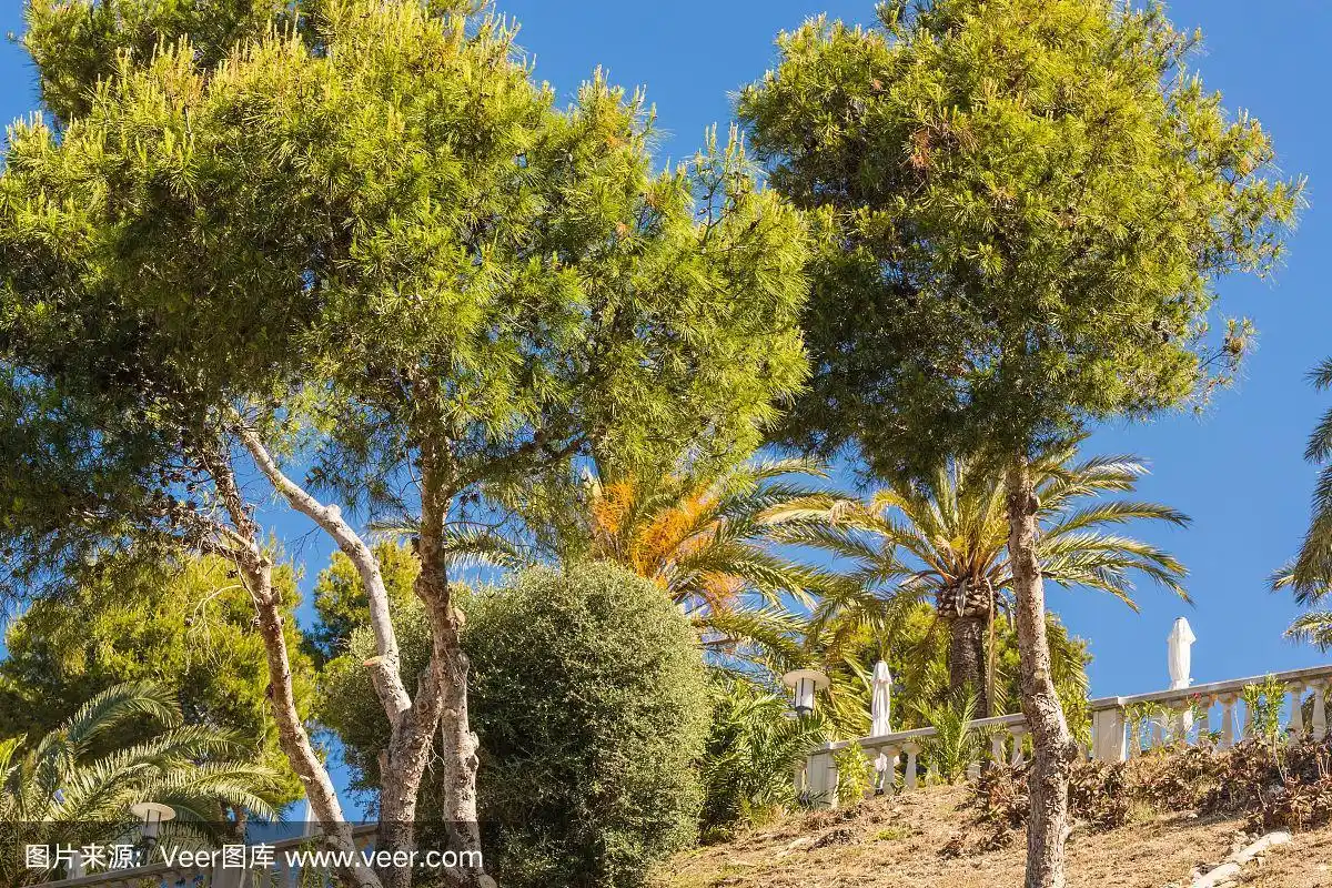 典型的地中海植物.