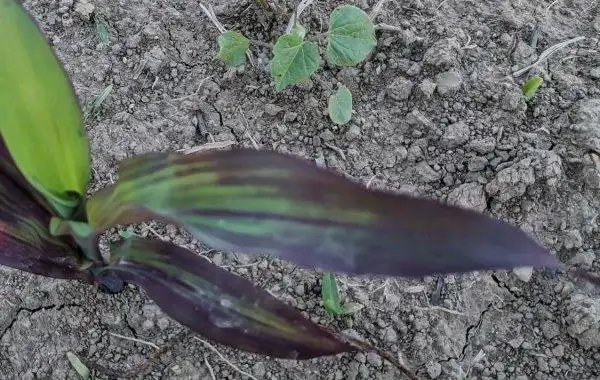 玉米产生紫色苗的原因是什么