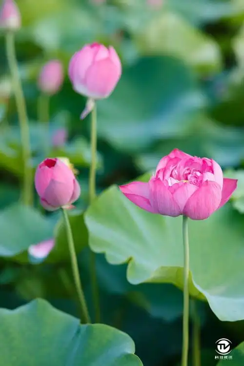 诗意荷花夏日佳作摄影作品征集活动获奖作品展映