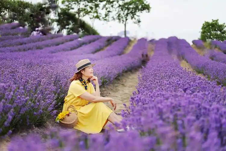 的恋 岁月如风的轮回 穿行在薰衣草的花香里 当我们走入这迷人的花海