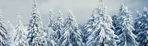 壁纸 美丽的冬天,雪,树木,森林 7680x4320 uhd 8k 高清壁纸, 图片