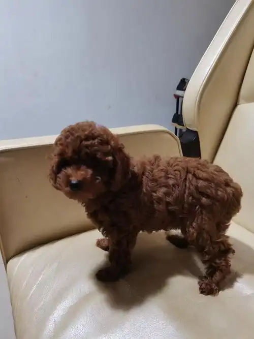 自家泰迪生的可爱妹妹三个月健康的很红包送养找新家