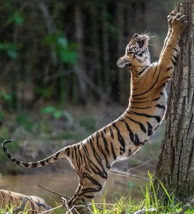 分享一组大自然的王者,凶猛霸气的老虎图集