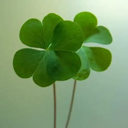 幸运草头像图片