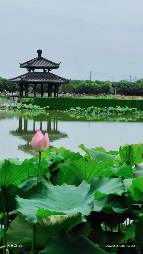 7.20姐妹们相约里叶荷花池