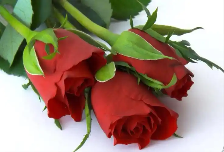 玫瑰,是鲜切花市场上主要花卉品种,是中国… - 堆糖,美图壁纸兴趣社区