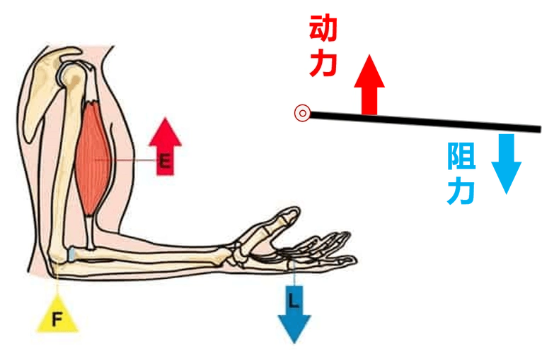 人的手臂绕肘关节动,可以看成是由肌肉和手臂骨骼组成的杠杆在转动.