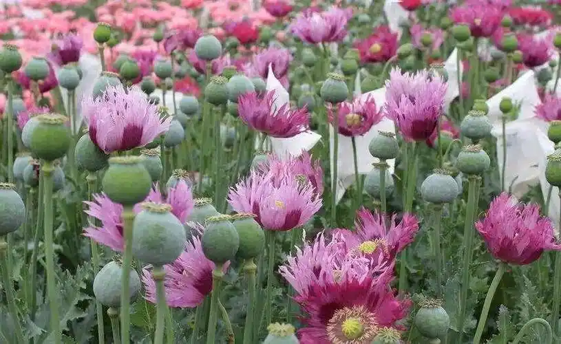 春暖花开踏青季,小心路边野花是"毒花"_罂粟