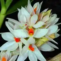 微信植物花花草草高清头像图片【点击鼠标右键下载】