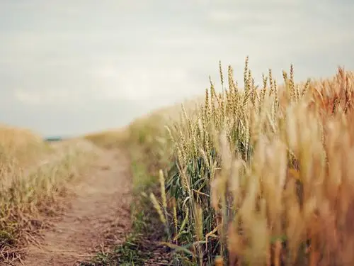 麦田,小路,静谧,唯美,天空,麦田壁纸图片