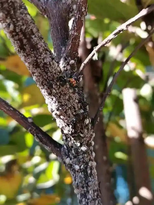 济南园林植保信息第11期