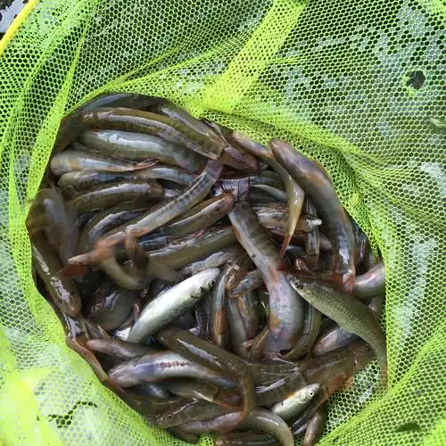 河水钢鳅,来利川旅游的朋友都给我300一斤买!