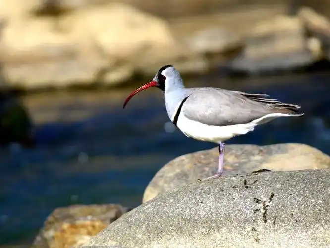 佛坪境内首现珍稀鹮嘴鹬