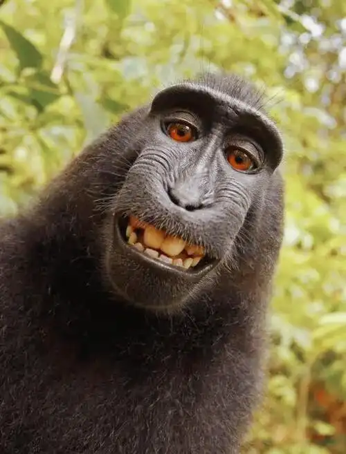 你们要的大马猴