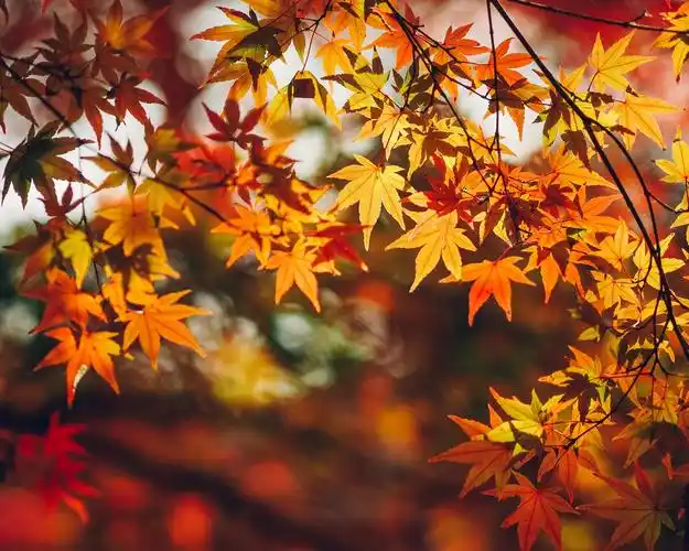 火红的枫叶,黄色,秋天 4k