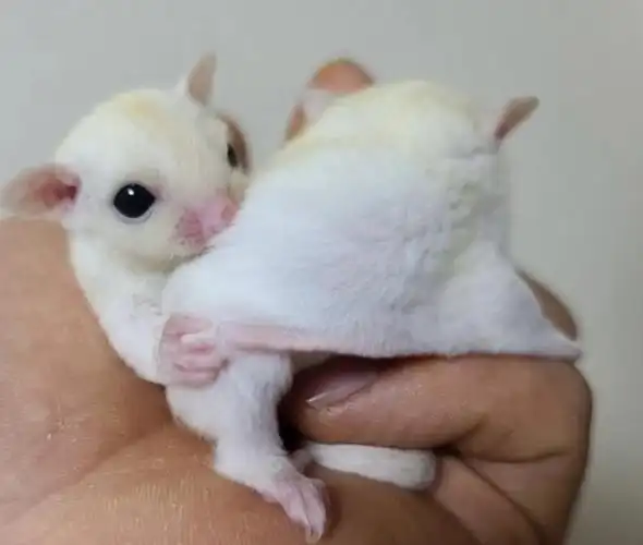 韩国5月多色蜜袋鼯宝宝领养啦