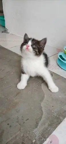 家里刚出生的六只英短猫咪,有纯蓝,蓝白和乳白?