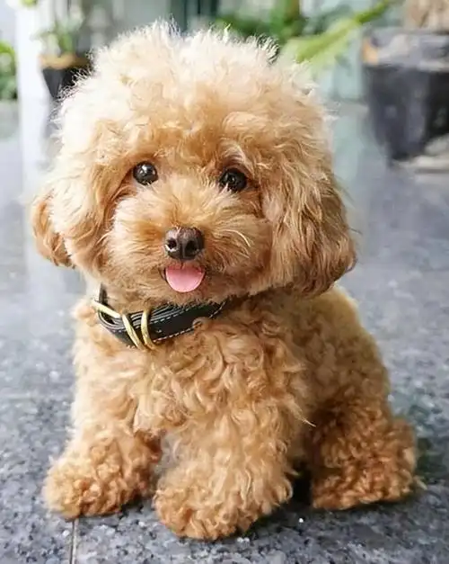 泰迪犬-并不是狗狗的品种,泰迪犬只是贵宾犬的一种修剪方式