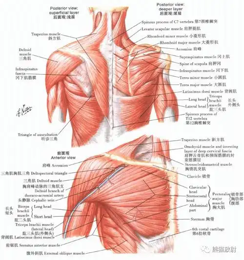 解剖丨上肢锁骨肩关节肩袖上臂肌群臂丛