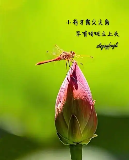 小荷才露尖尖角,早有蜻蜓立上头.