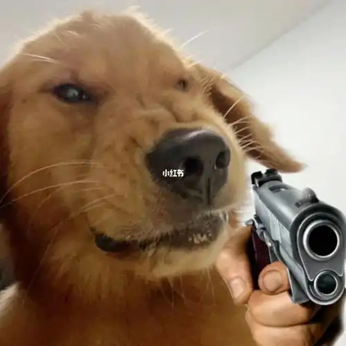 我想用枪在你的脑门打个大洞