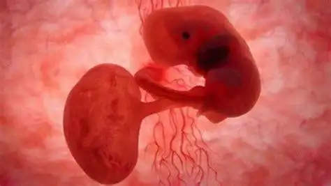 12周胎儿高清图