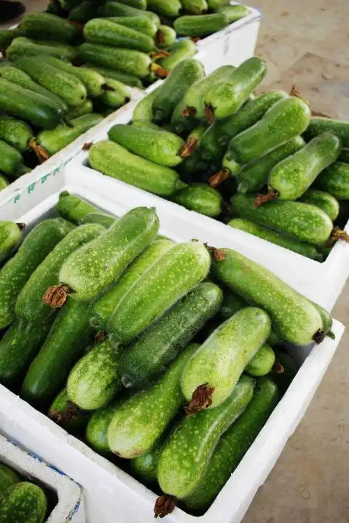 顺德杏坛桑麻黑毛节瓜上市