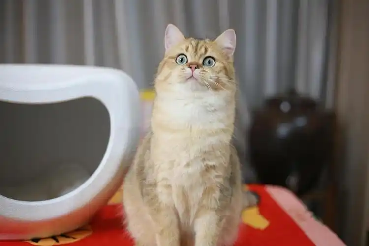 英短金渐层猫咪找新家