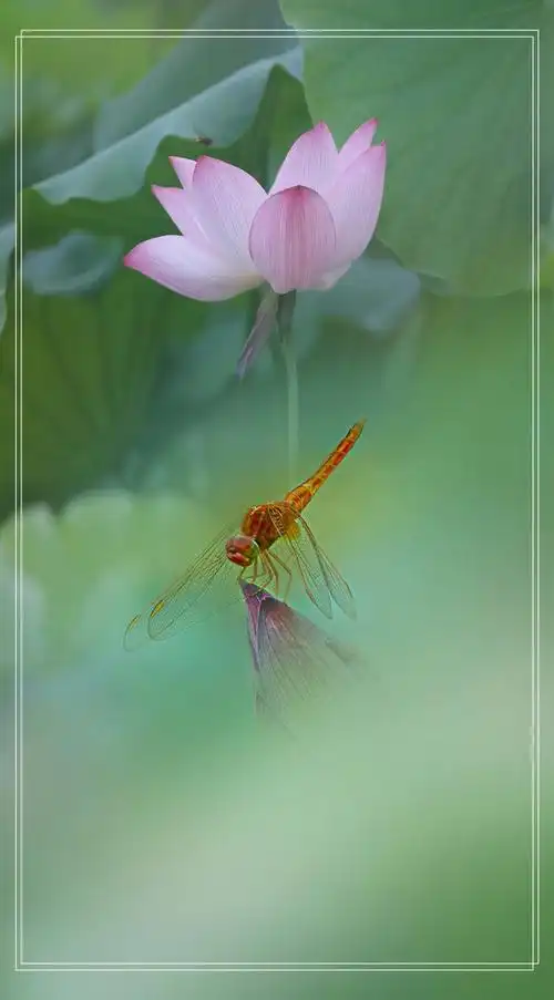 《蜻蜓戏荷》摄影/后期:得来高调