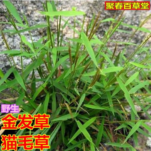 新鲜野生现采金发草竹蒿草 猫毛草 笔须龙奶草顺丰快递500克